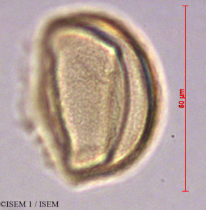 ISEM 1/Distichia_muscoides_29099/Distichia_muscoides_29099_0001(copy)_thumb.jpg